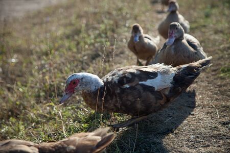 ducks with ducklings in the villageの写真素材