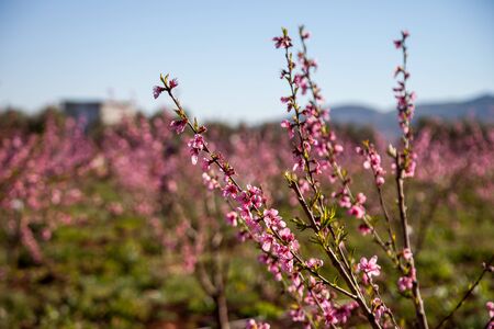peach blossom in the gardenの写真素材