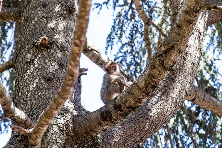 monkeys in the forest in Morocco