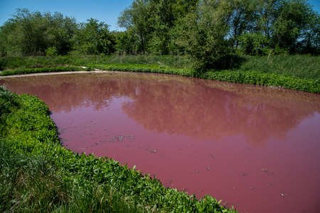 pink small lake. the lake near the waste treatment facilityの写真素材