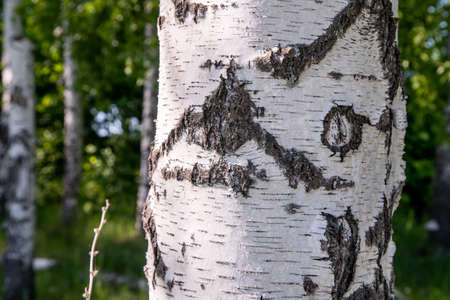 white birches in the forest areaの写真素材