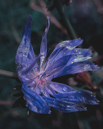Blue flower with raindrops closeupの写真素材
