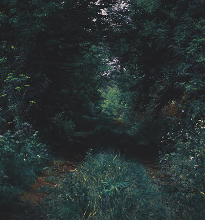 Road through a dark thick forestの写真素材