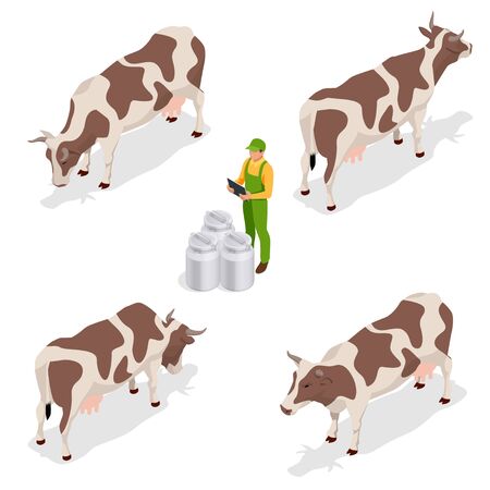 Isometric dairy cattle set. Cows collection. Isolated on white backgroundのイラスト素材