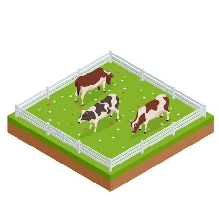 Isometric brown and white cows in a grassy field on a bright and sunny day. Dairy cattle set. Cows collection.のイラスト素材