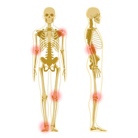 Human skeleton in front and profile isolated on white. Human Skeleton Anatomy X-rayのイラスト素材