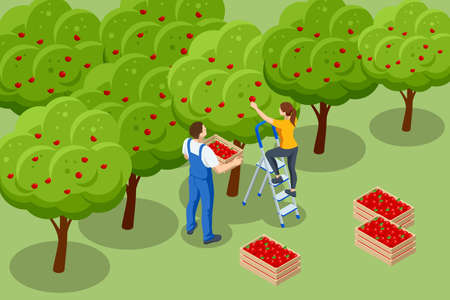 Isometric apple orchard, ripe fruits hanging on branch. Assembling the harvest of apples. Orange products. Organic Fresh Products, Premium Qualityのイラスト素材