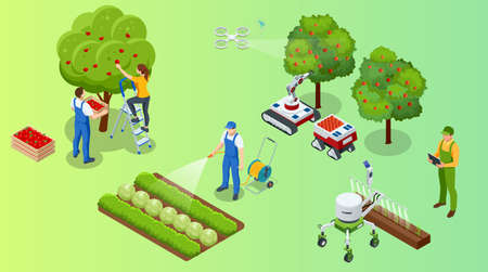 Isometric apple orchard, ripe fruits hanging on branch. Assembling the harvest of apples. Orange products. Organic Fresh Products, Premium Qualityのイラスト素材