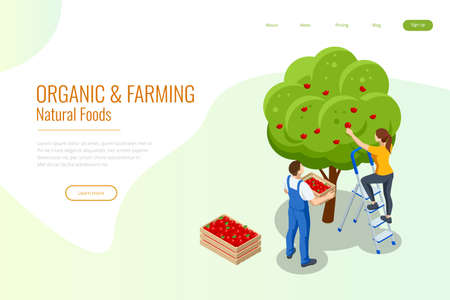 Isometric apple orchard, ripe fruits hanging on branch. Assembling the harvest of apples. Orange products. Organic Fresh Products, Premium Qualityのイラスト素材