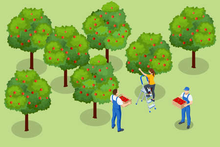 Isometric apple orchard, ripe fruits hanging on branch. Assembling the harvest of apples. Orange products. Organic Fresh Products, Premium Qualityのイラスト素材