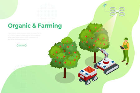 Isometric apple orchard, ripe fruits hanging on branch. Assembling the harvest of apples. Orange products. Organic Fresh Products, Premium Qualityのイラスト素材