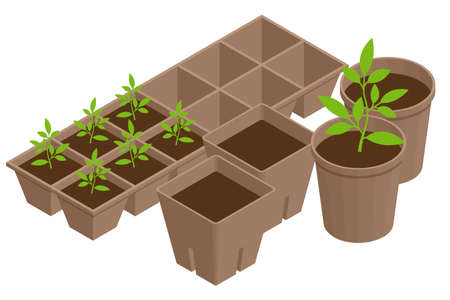 Isometric seedling transplanting process. Young vegetable seedlings of transplanting into peat pots using garden tools. Seedlings in biodegradable pots.のイラスト素材