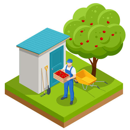 Isometric apple orchard, ripe fruits hanging on branch. Assembling the harvest of apples. Orange products. Organic Fresh Products, Premium Qualityのイラスト素材