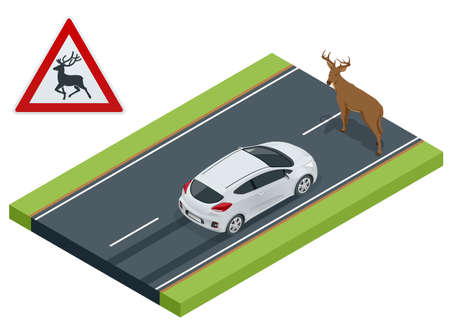 Isometric deer crosses the road in front of the car, danger of collision, wild animals on the road, accident, danger wildlife collision conceptのイラスト素材