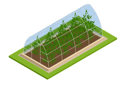 Isometric Greenhouse isolated on white. Growing seedlings in glasshouse. Plants crop in greenhouseのイラスト素材
