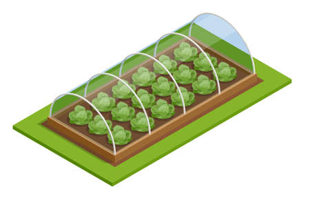 Isometric Greenhouse isolated on white. Growing seedlings in glasshouse. Plants crop in greenhouseのイラスト素材