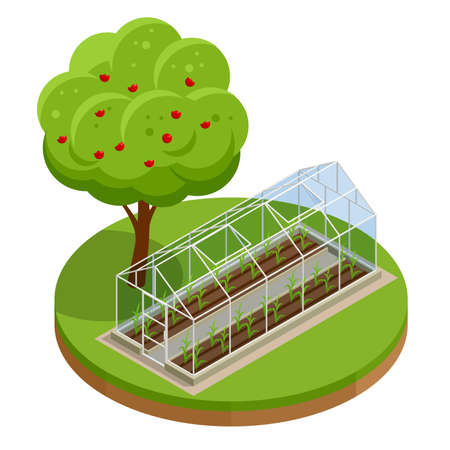 Isometric Greenhouse isolated on white. Growing seedlings in glasshouse. Plants crop in greenhouseのイラスト素材