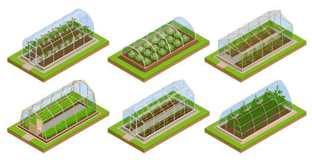 Isometric Greenhouse isolated on white. Growing seedlings in glasshouse. Plants crop in greenhouseのイラスト素材