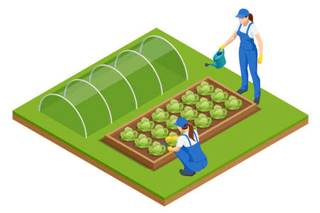 Isometric Greenhouse isolated on white. Growing seedlings in glasshouse. Plants crop in greenhouseのイラスト素材