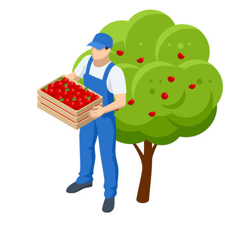 Isometric apple orchard, ripe fruits hanging on branch. Assembling the harvest of apples. A man with a box of applesのイラスト素材