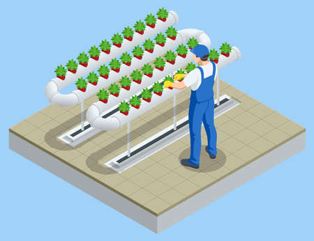 Isometric vegetable hydroponic system, modern greenhouse smart plant beds, gardeners, hydroponic and aeroponic systems. Organic agriculture in the greenhouse for health foodのイラスト素材