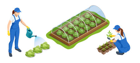Isometric Greenhouse isolated on white. Growing seedlings in glasshouse. Plants crop in greenhouse, cabbage cultivationのイラスト素材