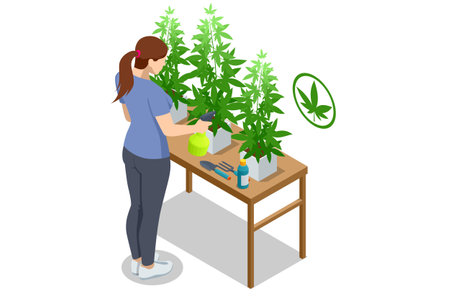 Isometric flowering cannabis plants. Herbal alternative medicine, cbd oil, pharmaceptical industry. Organic Cannabis Herbal Tea. Can be used for medical purposes for sleep and anxietyのイラスト素材