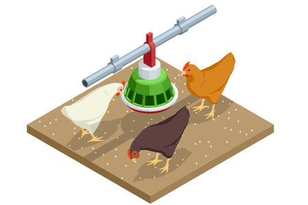 Isometric Indoors Chicken Farm, Chicken Feeding. Poultry Farm Web Bannerのイラスト素材