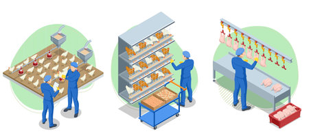 Isometric Poultry farming. Production of chicken meat, eggs, poultry products. Chicken on an organic farm, freely grazing on a meadow. Organic farmingのイラスト素材