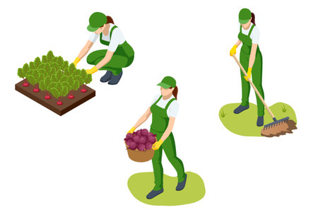 Agricultural cultivation. A female gardener collects beets, cultivates the soil, and rakes a garden patch on a small farm. Isometric vector illustration.のイラスト素材