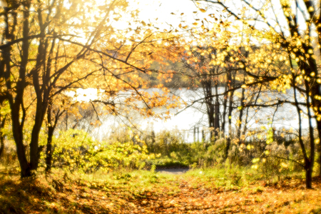 Blurred autumn landscape backlit with trees, fallen yellow leaves and the soft light. Photography soft lens.の写真素材