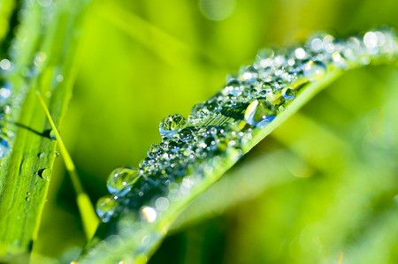 Garland drops of morning dew in the spring close up at dawn. Fabulous bokeh. The shallow depth of fieldの写真素材