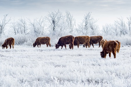 A herd of cows in the Kalmyk steppe in the winter. All vegetation covered with a thick layer of frostの写真素材