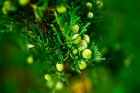 Branch of juniper with fruitの写真素材