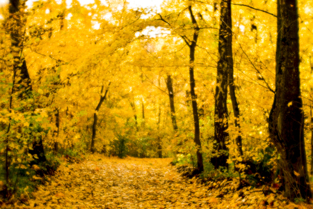 Blurred autumn landscape backlit with trees, fallen yellow leaves and the soft light. Shallow depth of field photos were taken on soft lens.の写真素材