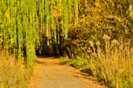 Blurred autumn landscape backlit with trees, fallen yellow leaves and the soft light. Shallow depth of field photos were taken on soft lens.の写真素材