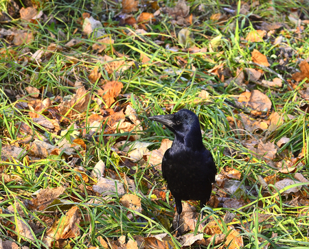 the Raven the fall of the city on green grass with fallen leaves.の写真素材