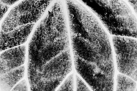 leaf texture design leaf skeleton, macro nature texture. Black and white wallpaperの写真素材