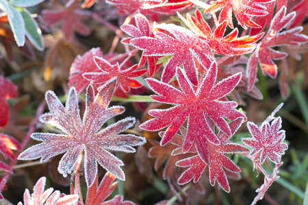Red leaves of the plant Aconite with various shades, covered with frost. Background.の写真素材
