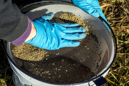 Angler gloves sifts the bait through the sieve into the bucket. The concept of preparing the bait to...