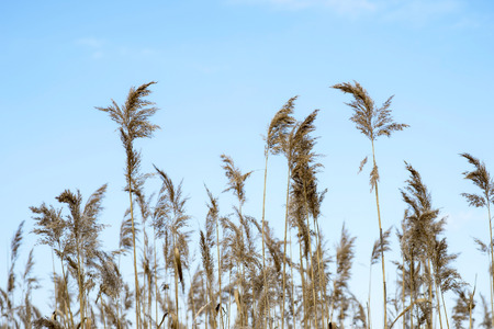 Dry brooms of reeds against the blue clear sky. Natural background