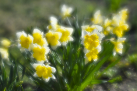 Narcissus in the flower bed in spring. The first garden flowers. The photo was taken on a soft lens, blurring art.の写真素材