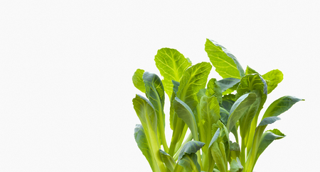 Juicy green leaves of young cabbage on white background. Copy space.の写真素材