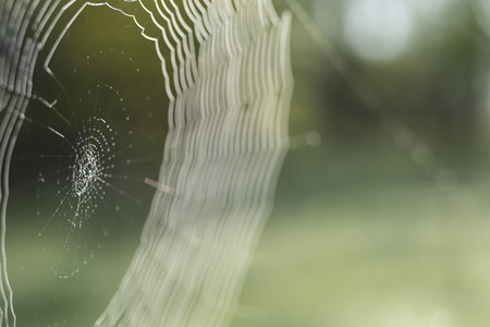 Web in dew drops close-up with shallow depth of field. The concept of response communication system with the object.の写真素材