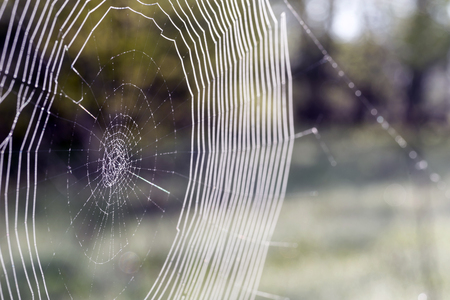 Web in dew drops close-up with shallow depth of field. The concept of response communication system with the object.の写真素材