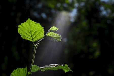 Blur with shallow depth of field. Green sprout of a young branch of a Bush of hazel illuminated by the sun with a visible spectrum of light.の写真素材
