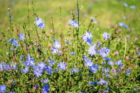 Blue flowers of chicory large on the background of summer flowering meadows. Background. Copy space.の写真素材