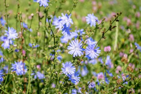 Blue flowers of chicory large on the background of summer flowering meadows. Background. Copy space.の写真素材