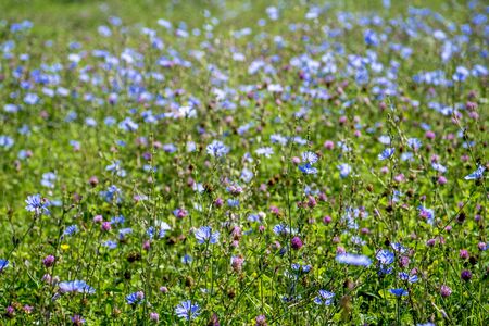Blue flowers of chicory large on the background of summer flowering meadows. Background. Copy space.の写真素材