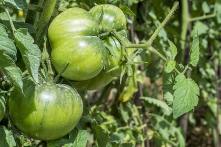 Green tomatoes close-up treated from Phytophthora with traces of dried solution on a green branch. Copy space.の写真素材